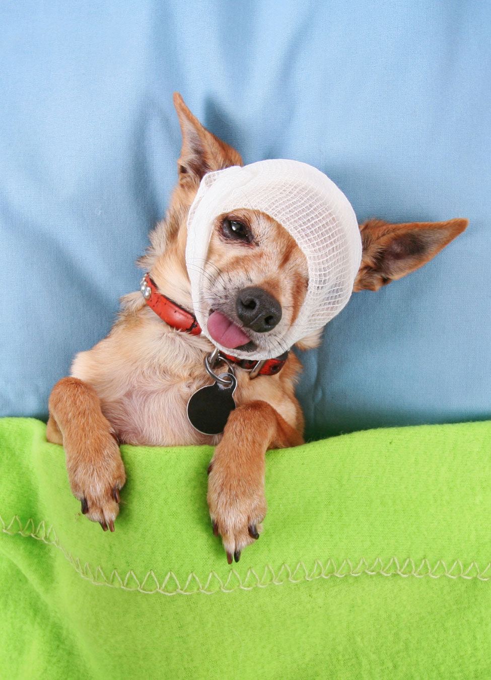 Bandaged Dog